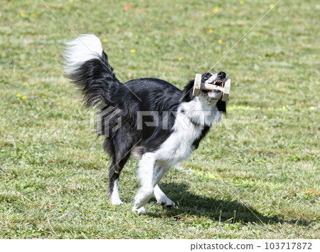 training of border collie for retrieving an object training of border collie for retrieving an object 103717872