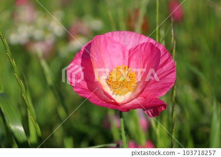Poppies at Kogaigawa Fureai Park / Shimotsuma City, Ibaraki Prefecture Poppies at Kogaigawa Fureai Park / Shimotsuma City, Ibaraki Prefecture 103718257