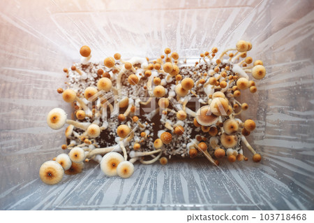 medical psychedelic psilocybin fungus mushrooms for therapy in growbox, top view medical psychedelic psilocybin fungus mushrooms for therapy in growbox, top view 103718468