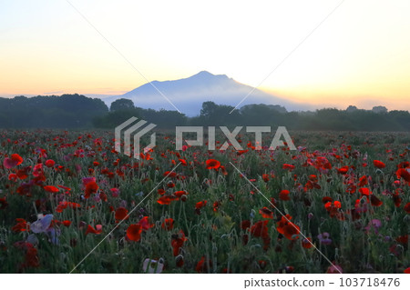 Poppy field and Mount Tsukuba in Kogaigawa Fureai Park / Shimotsuma City, Ibaraki Prefecture Poppy field and Mount Tsukuba in Kogaigawa Fureai Park / Shimotsuma City, Ibaraki Prefecture 103718476
