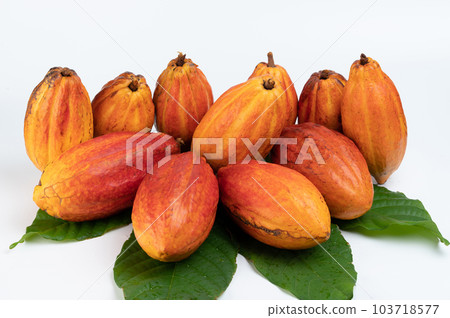 Pile of cacao beans pods Pile of cacao beans pods 103718577