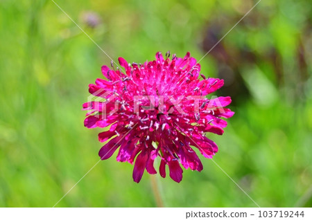 Flowers in the garden under spring.Nature as background ...... 103719244