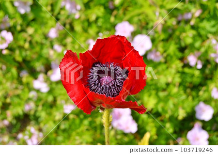 Flowers in the garden under spring.Nature as background ...... 103719246