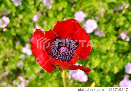 Flowers in the garden under spring.Nature as background ...... 103719247