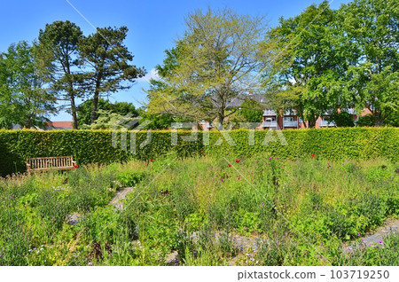 Flowers in the garden under spring.Nature as background ...... 103719250