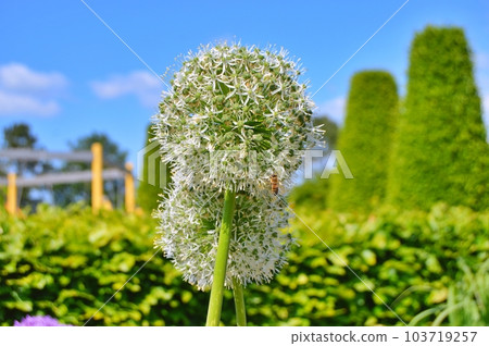 Flowers in the garden under spring.Nature as background ...... 103719257
