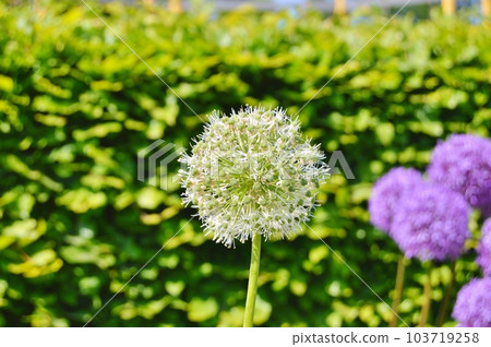 Flowers in the garden under spring.Nature as background ...... Flowers in the garden under spring.Nature as background ...... 103719258