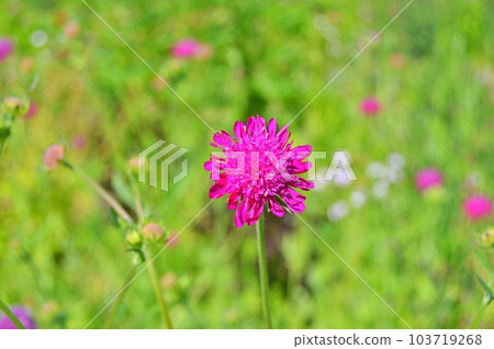 Flowers in the garden under spring.Nature as background ...... 103719268