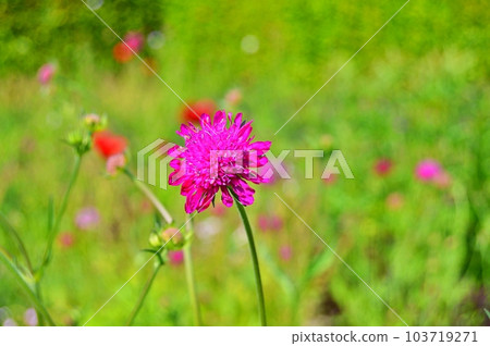 Flowers in the garden under spring.Nature as background ...... 103719271