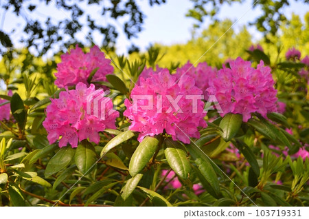 Rhododendron (Azalea) flowers in the city park under spring 103719331