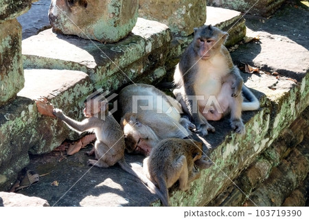 A family of adorable monkeys comfortably nestled among ancient stone ruins. 103719390