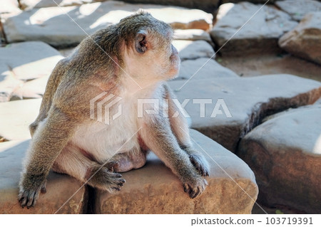 Portrait of a cute, fluffy monkey sitting on stone slabs. 103719391