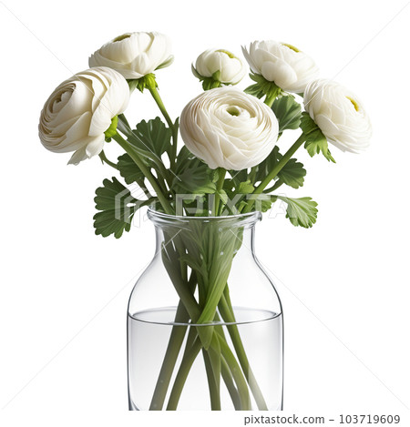 Bouquet of white ranunculus in a vase. AI generated image. Transparent PNG 103719609