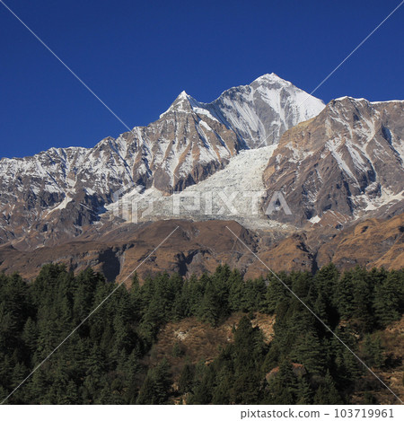Mountain forest and Mount Dhaulagiri, Nepal. Mountain forest and Mount Dhaulagiri, Nepal. 103719961