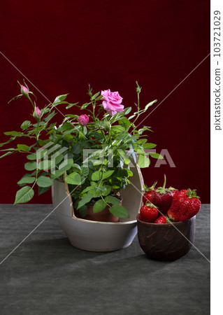Indoor rose bush in a pot with strawberries in a cup Indoor rose bush in a pot with strawberries in a cup 103721029