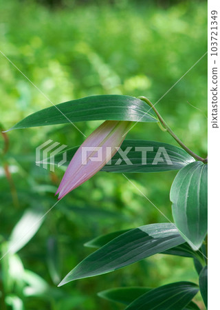 美麗盛開的小百合 103721349