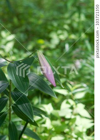 美麗盛開的小百合 103721350