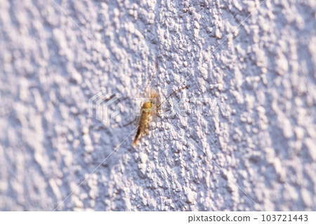 Chironomus plumosus, also known as buzzer midge. Catch on wall of white cream concrete cement wall. Non Biting midge (Chironomidae). Background Texture abstract. cement pattern in nature day light. 103721443