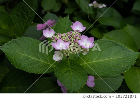 Hydrangea Hydrangea 103721871