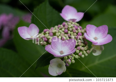 Hydrangea Hydrangea 103721873