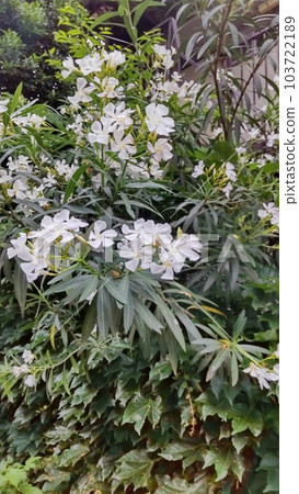白夾竹桃花 103722189