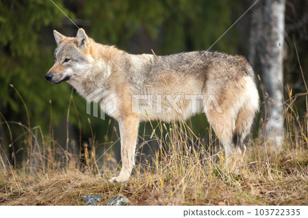 Young female grey wolf standing in the forest 103722335
