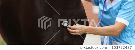 Woman veterinarian examining horse with medical stethoscope 103722487