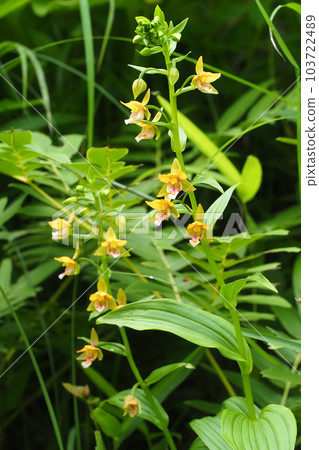 Kakiran花 Kakiran花 103722489