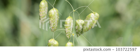 Green summer flower buds with leaf in field 103722597