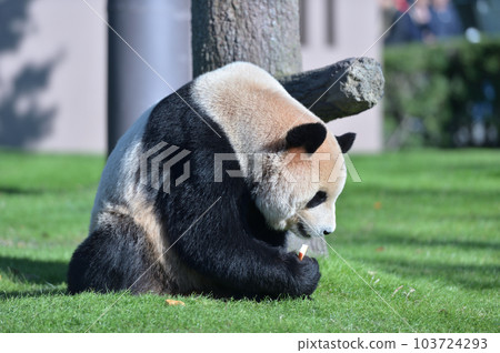 得到點心的梅濱 得到點心的梅濱 103724293