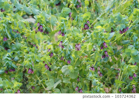 Flowers of Serinse Mayor (May 2023) 103724362