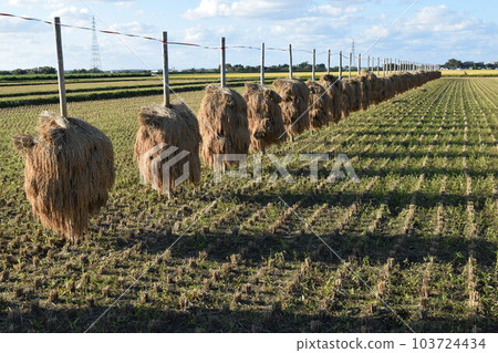 Pile-drying of harvested rice ears 103724434