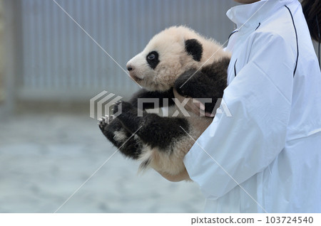 湯濱被工作人員抱著出現 103724540