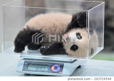 Yuhama 正在稱重 103724544