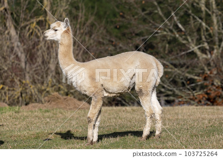 Photograph of an Alpaca standing in a field in New Zealand 103725264