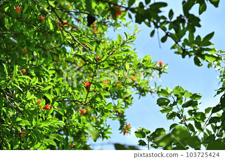 杏朱花和夏日的天空 杏朱花和夏日的天空 103725424