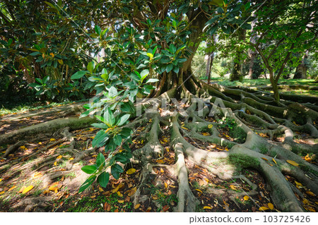 Exotic tree Ficus macrophylla Australian banyan fig tree trunk and buttress roots close up. Tropical botanical garden, Lisbon, Portugal 103725426