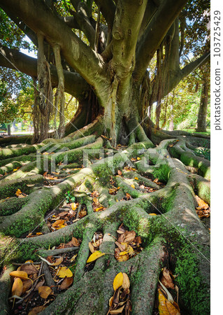 Exotic tree Ficus macrophylla Australian banyan fig tree trunk and buttress roots close up 103725429