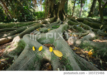 Exotic tree Ficus macrophylla Australian banyan fig tree trunk and buttress roots close up Exotic tree Ficus macrophylla Australian banyan fig tree trunk and buttress roots close up 103725466
