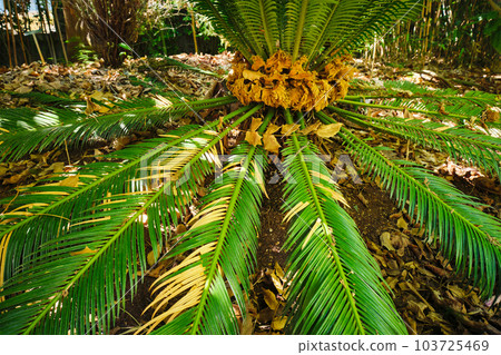Fern palm sago palm Cycas revoluta leaves close up shot in sun. Cycas or cycad palm leaves green pattern, abstract topical background. Japanese Sago palm Cycas revoluta gymnosperm plant 103725469