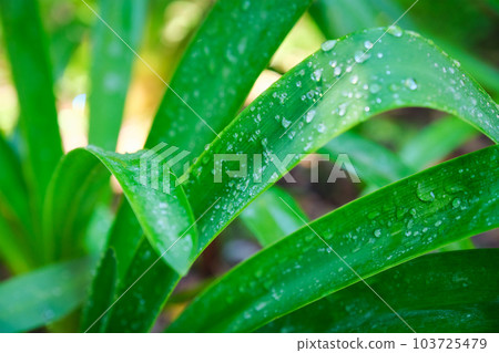Juicy lush green grass leaves with drops of water dew droplets in the wind in morning light in spring summer outdoors close-up macro. Purity and freshness of nature concept background, copy space. Juicy lush green grass leaves with drops of water dew droplets in the wind in morning light in spring summer outdoors close-up macro. Purity and freshness of nature concept background, copy space. 103725479