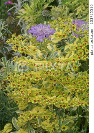 Euphorbia Martini Ascot Rainbow May 2023 103725556