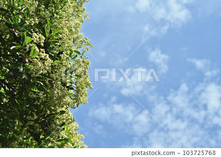 Coral trees, blue sky and clouds Coral trees, blue sky and clouds 103725768