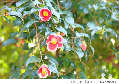 可愛的山茶花 103726064