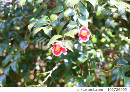 Cute camellia flowers 103726065