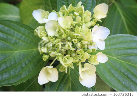 Kasakura's hydrangea Kasakura's hydrangea 103726313