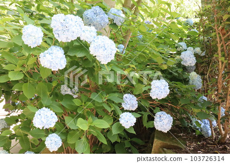 Kasakura's hydrangea Kasakura's hydrangea 103726314