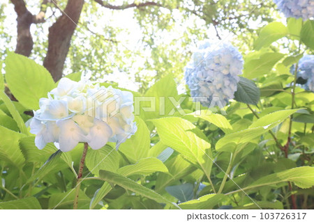 Kasakura's hydrangea Kasakura's hydrangea 103726317