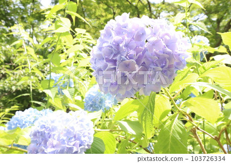 Kasakura的繡球花 103726334