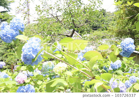 Kasakura's hydrangea Kasakura's hydrangea 103726337